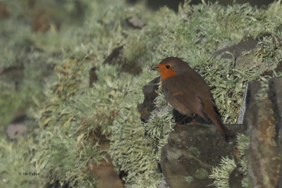 Robin, Sumburgh Hotel