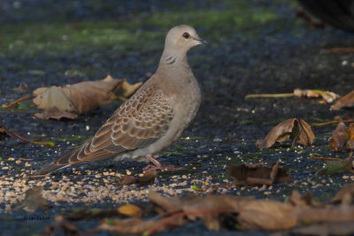Turtle Dove, Cauldhame by Scalloway