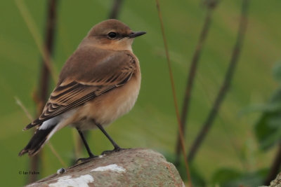 Wheatear, Quendale Mill