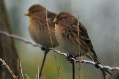 Twite, Maywick