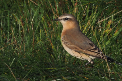 Wheatear, Sumburgh Head