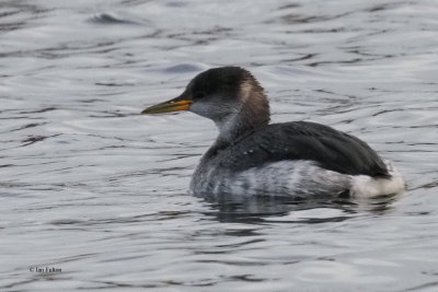 Red-necked Grebe, Hogganfield Loch, Glasgow