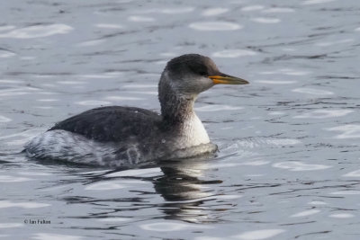 Red-necked Grebe, Hogganfield Loch, Glasgow