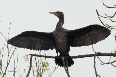 Cormorant, River Clyde at Dalmarnock, Glasgow
