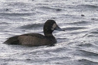 Scaup (juvenile), Hogganfield Loch, Glasgow