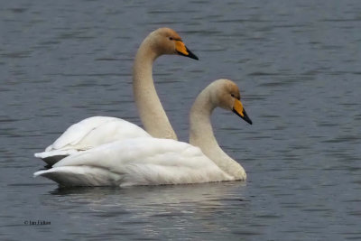 Whooper Swans, RSPB Baron's Haugh, Clyde