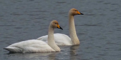 Whooper Swans, RSPB Baron's Haugh, Clyde