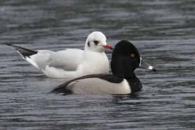 Ring-necked Duck, Kilmardinny Loch, Clyde