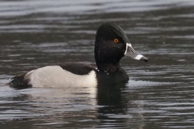Ring-necked Duck, Kilmardinny Loch, Clyde