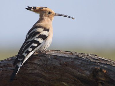 Hoopoe (Eurasian Hoopoe)