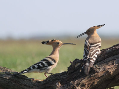 Hoopoe (Eurasian Hoopoe)