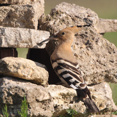 Hoopoe (Eurasian Hoopoe)