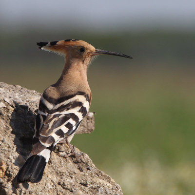 Hoopoe (Eurasian Hoopoe)