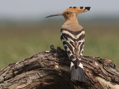 Hoopoe (Eurasian Hoopoe)