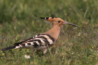 Hoopoe (Eurasian Hoopoe)