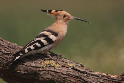 Hoopoe (Eurasian Hoopoe)