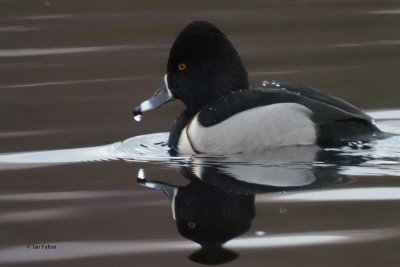 Ring-necked Duck, Mugdock Loch, Clyde