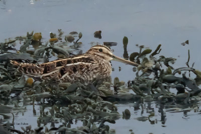 Common Snipe, Ardmore Point, Clyde
