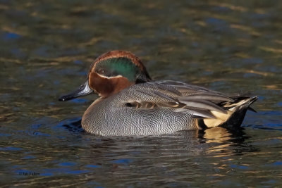 Teal, Hogganfield Loch, Glasgow