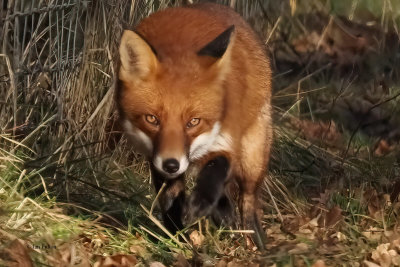 Fox, Loch Lomond NNR, Clyde