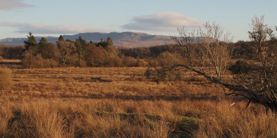 20 Acre field, RSPB Loch Lomond