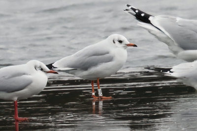 Black-headed Gull (ringed), Hogganfield Loch