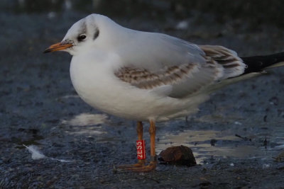 Black-headed Gull (ringed), Richmond Park, Glasgow