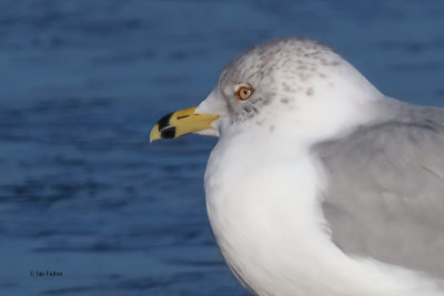 Ring-billed Gull, Strathclyde CP, Clyde