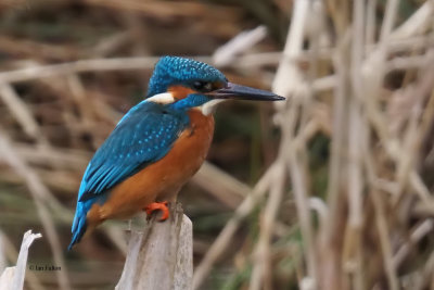 Kingfisher, RSPB Baron's Haugh, Clyde