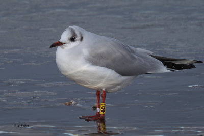 Black-headed Gull, Strathclyde CP, Clyde