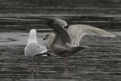 Iceland Gull, Hogganfield Loch, Clyde