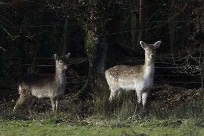 Fallow Deer, Gartfairn, Clyde