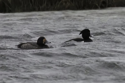 Scaup, Crom Mhin Bay-Loch Lomond NNR, Clyde