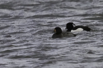 Scaup, Crom Mhin Bay-Loch Lomond NNR, Clyde