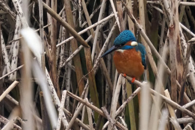 Kingfisher, RSPB Baron's Haugh, Clyde