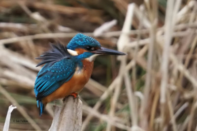 Kingfisher, RSPB Baron's Haugh, Clyde