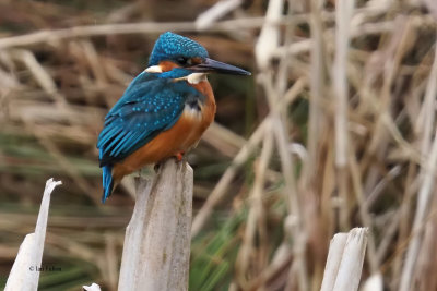 Kingfisher, RSPB Baron's Haugh, Clyde