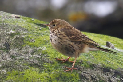 Meadow Pipit, Havoc-Dumbarton, Clyde