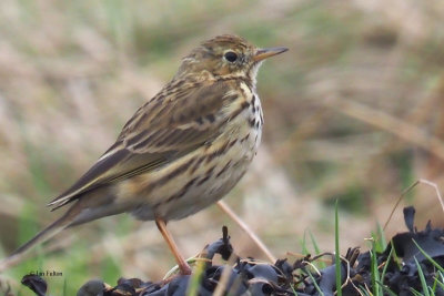 Meadow Pipit, Havoc-Dumbarton, Clyde