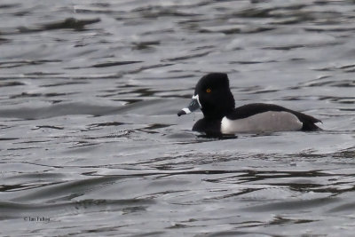 Ring-necked Duck, Hogganfield Loch, Glasgow