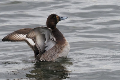 Scaup, Hogganfield Loch, Glasgow