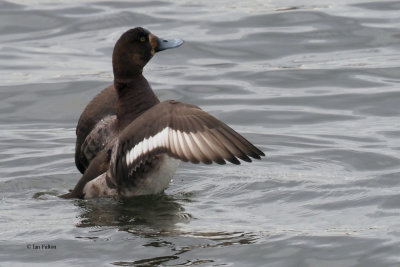 Scaup, Hogganfield Loch, Glasgow