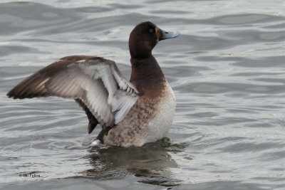Scaup, Hogganfield Loch, Glasgow