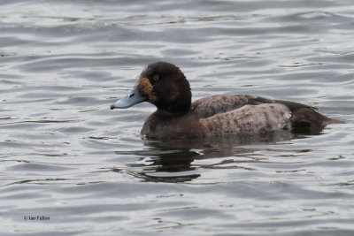 Scaup, Hogganfield Loch, Glasgow