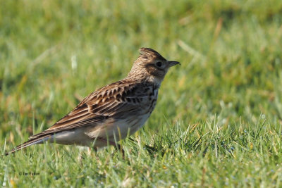 Skylark, Crom Mhin-Loch Lomond NNR, Clyde