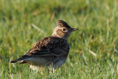 Skylark, Crom Mhin-Loch Lomond NNR, Clyde