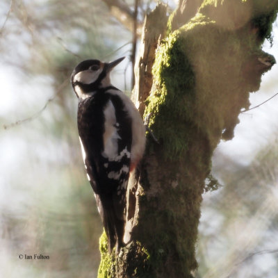 Great Spotted Woodpecker, Burn of Mar-Loch Lomond, Clyde