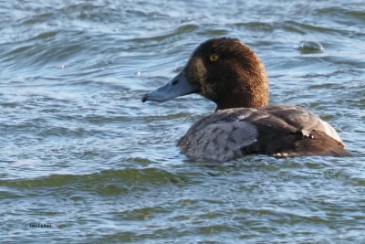 Scaup (female). Hogganfield Loch, Glasgow