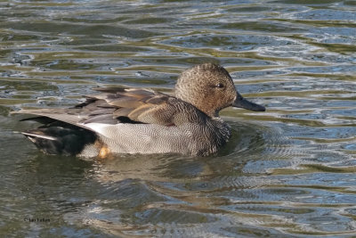 Gadwall (male). Auchinlea Park Pond, Glasgow
