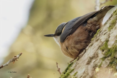 Nuthatch, Sallochy Bay, Clyde